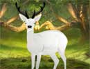 White Deer