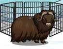 Musk Ox